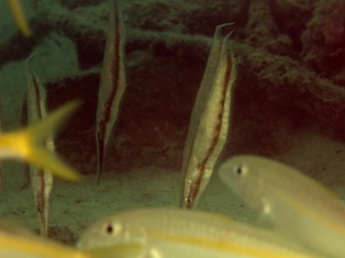 Aeoliscus punctulatus